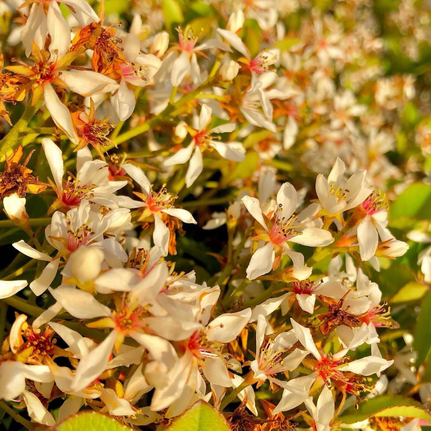 Nature gallery image 10