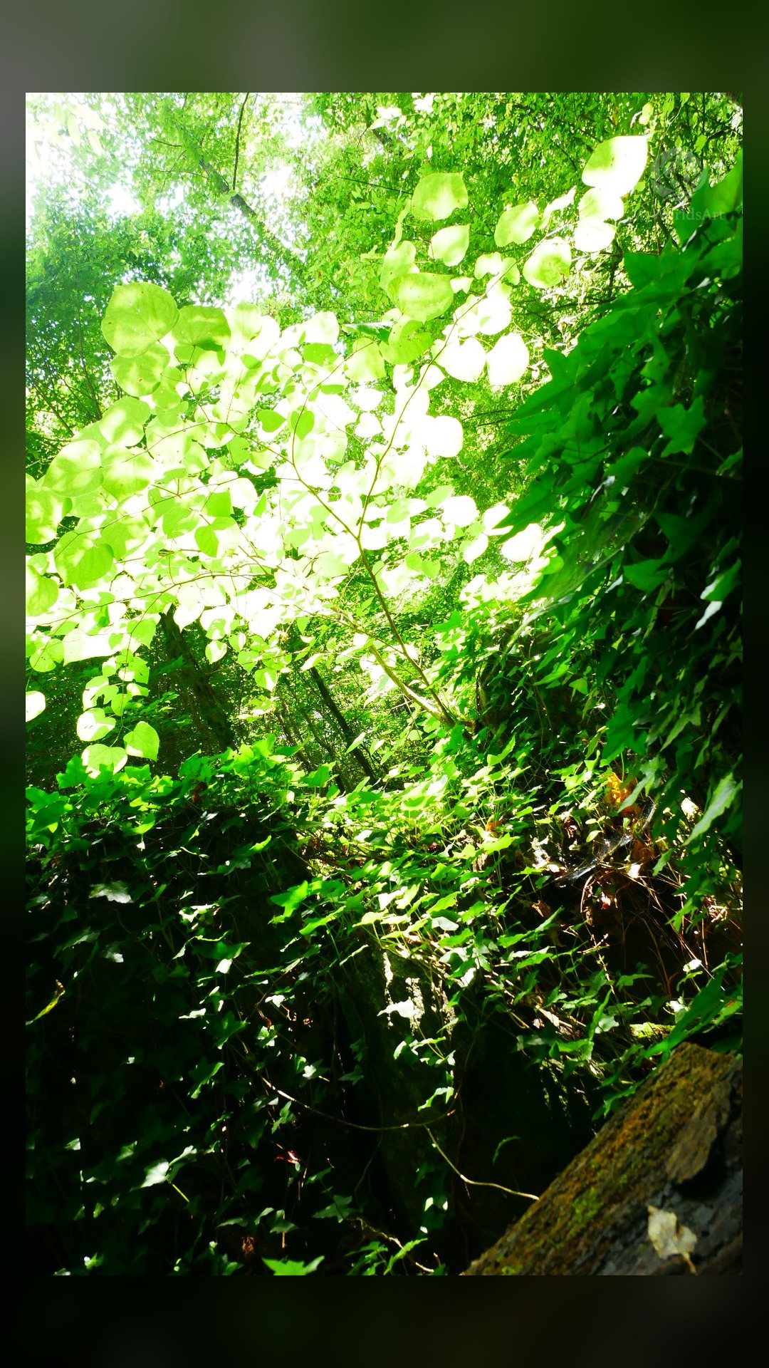 Creek photos (6 of 9)