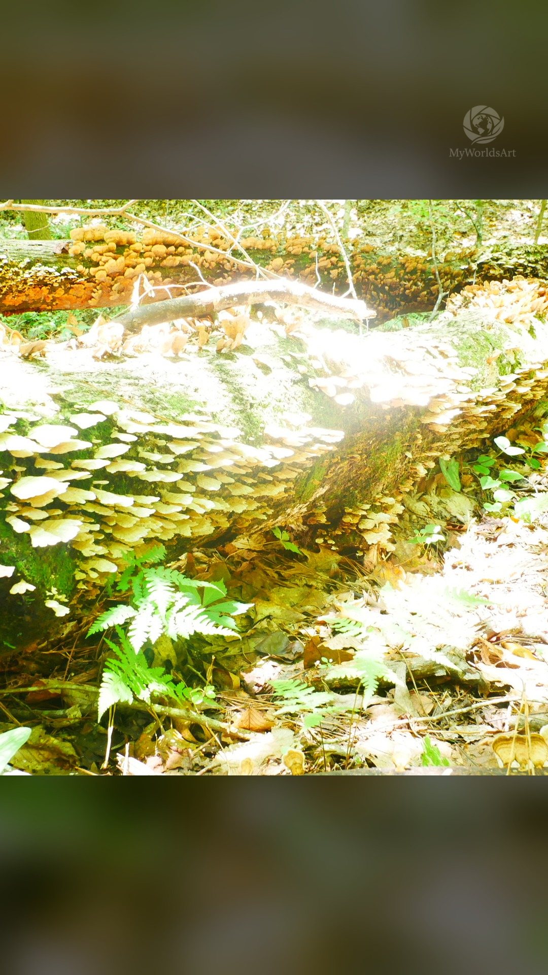 Creek photos (9 of 9)