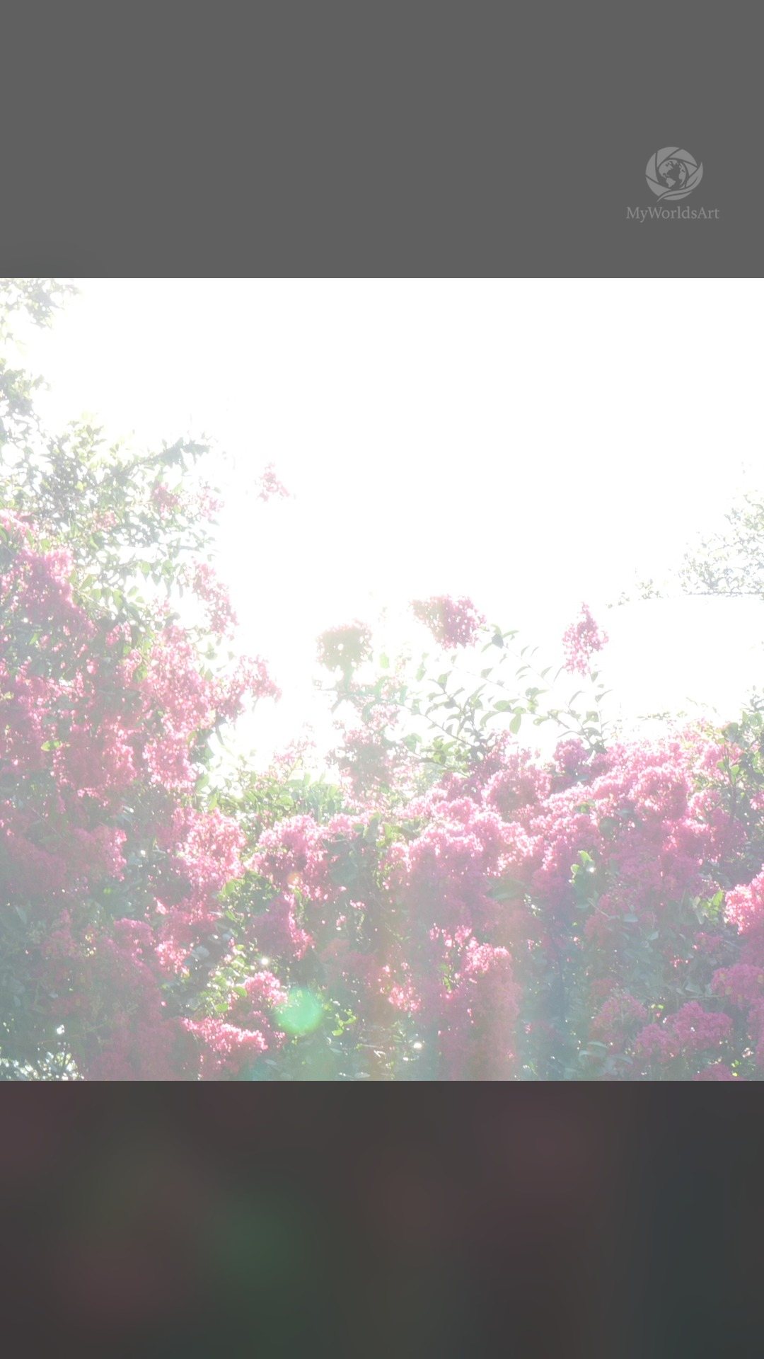 Crepe myrtle photos (1 of 5)