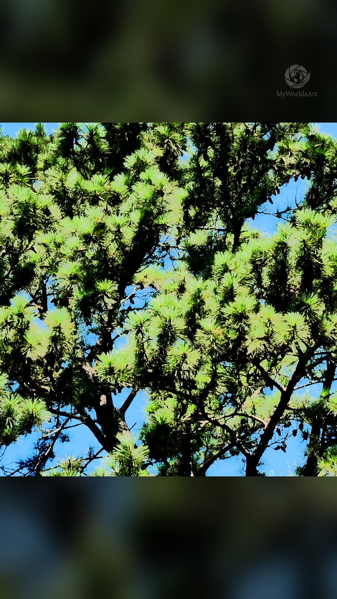 Crepe myrtle photos (2 of 5)