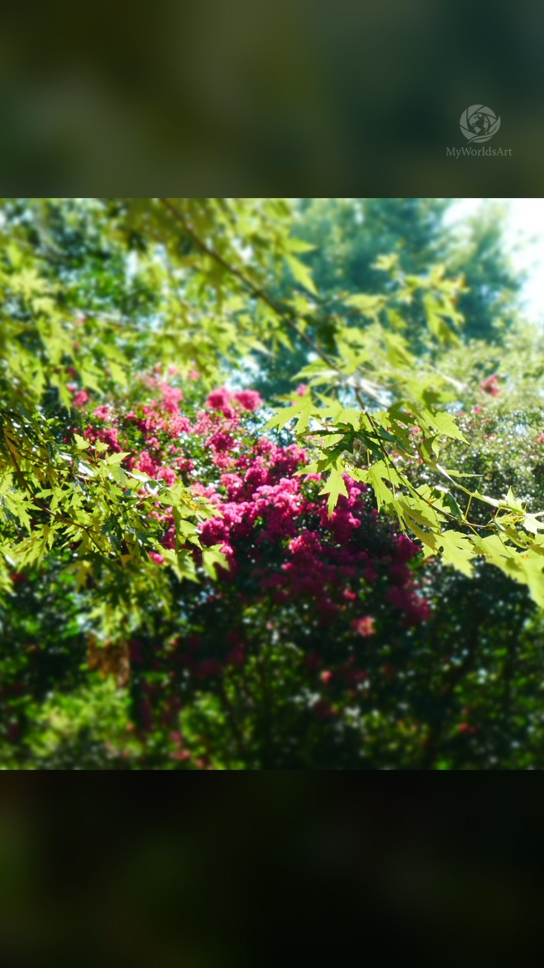 Crepe myrtle photos (4 of 5)