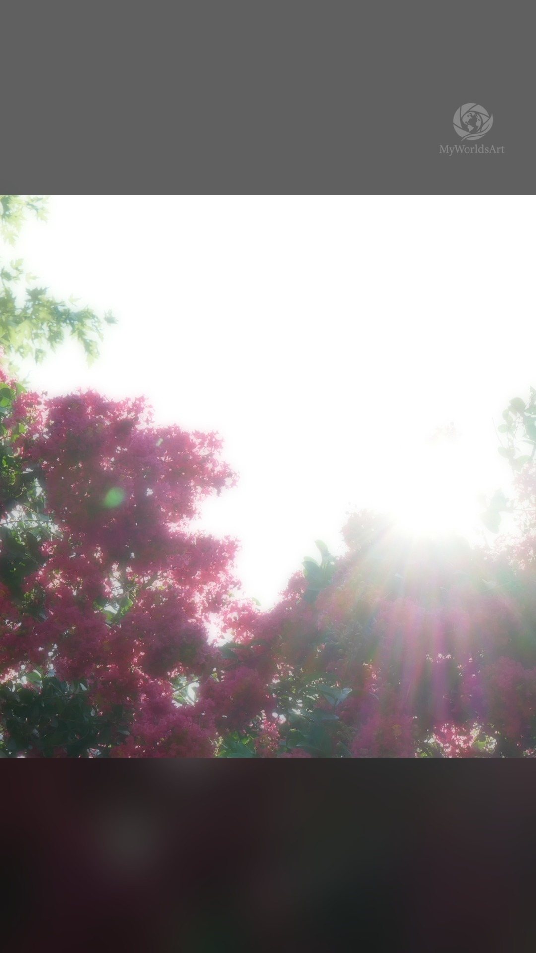 Crepe myrtle photos (5 of 5)
