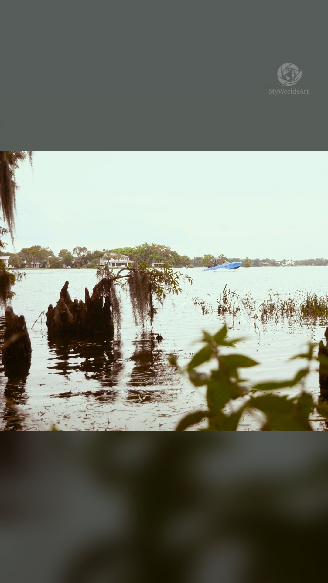 Flooded tree stumps