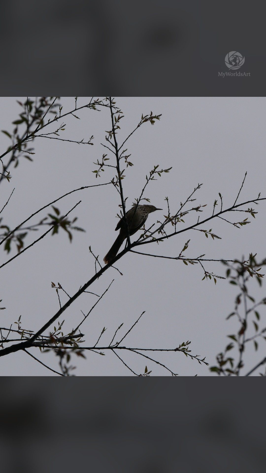 Bird silhouette in branches