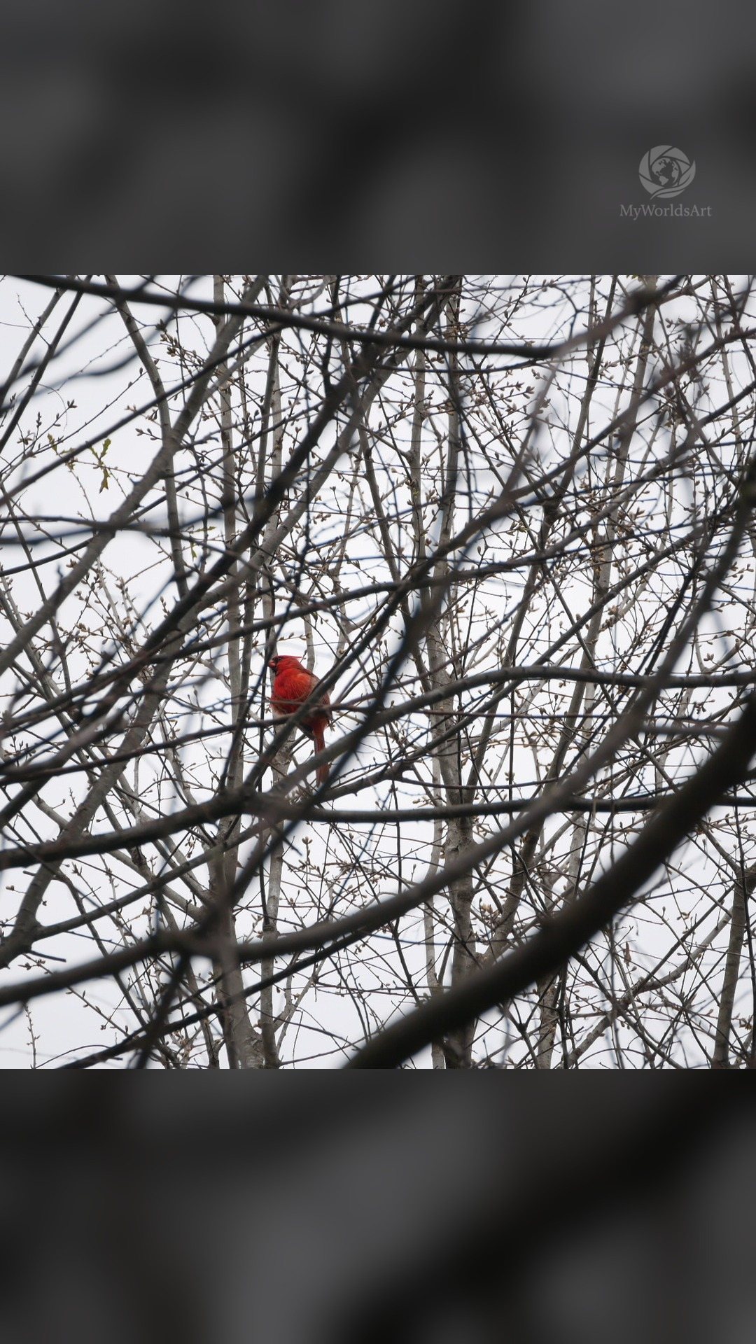 Northern cardinal in bare branches