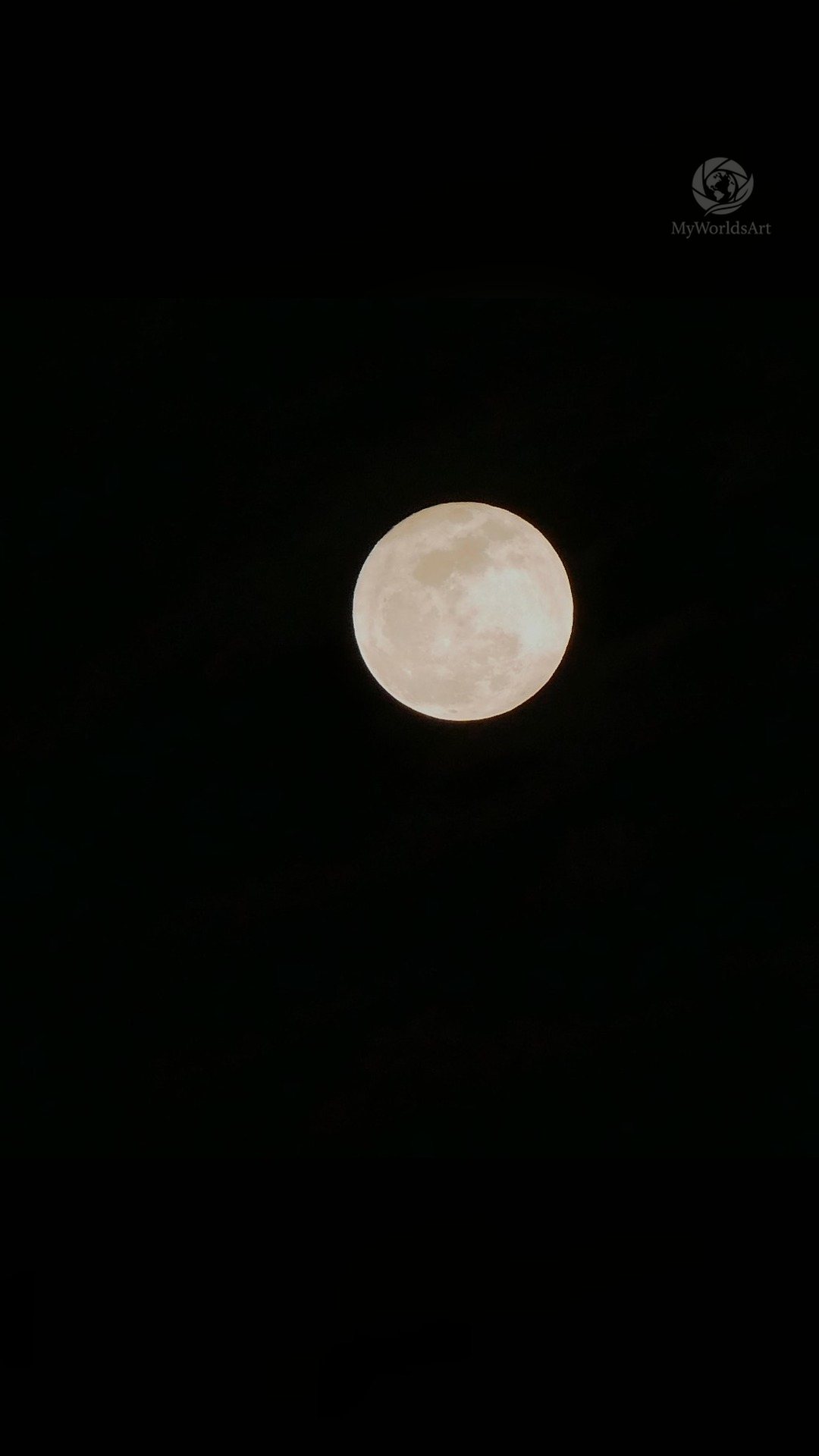 Moon through pine branches