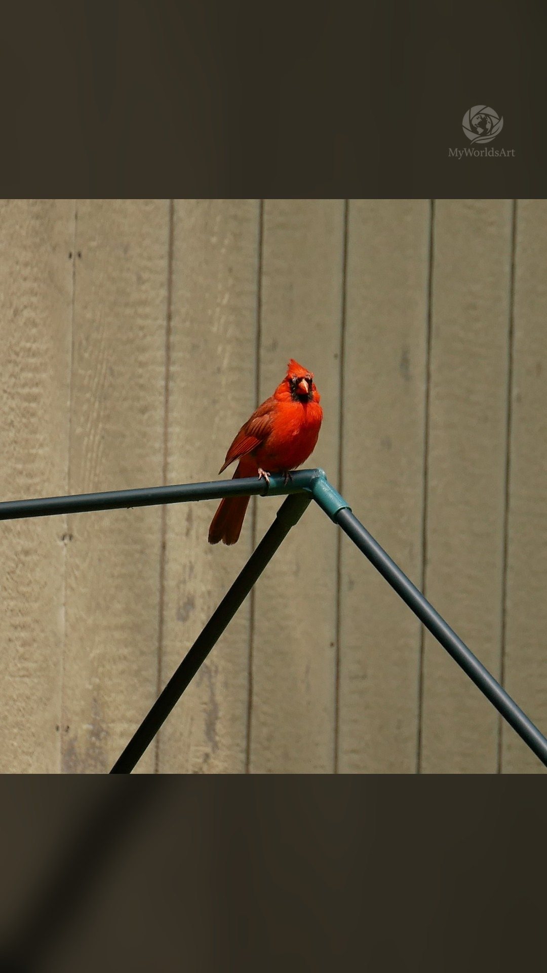 Northern cardinal on a metal rail