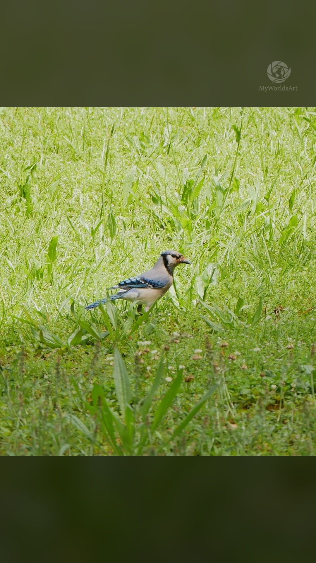 Blue jay in the grass