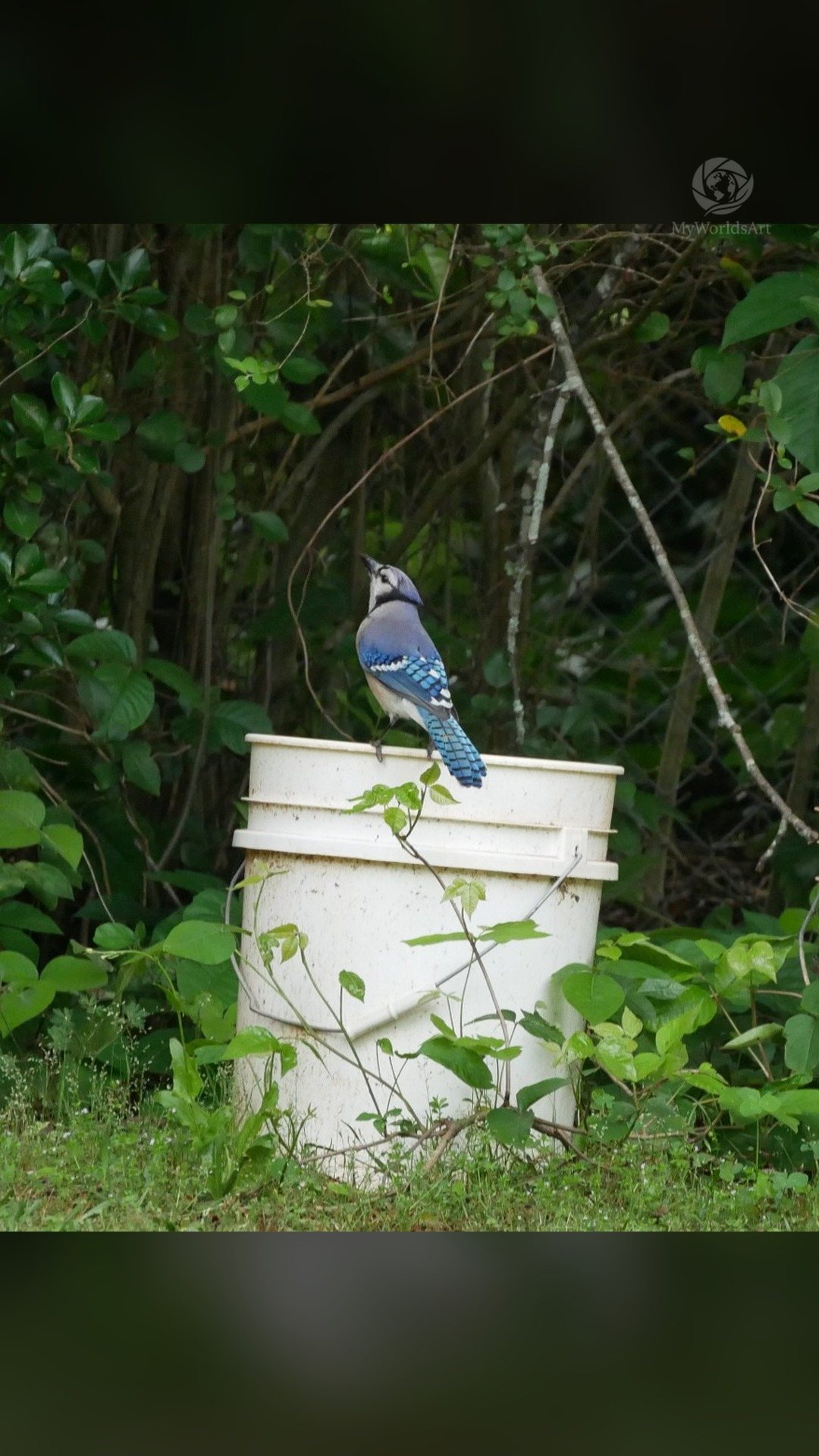 Blue jay on a bucket