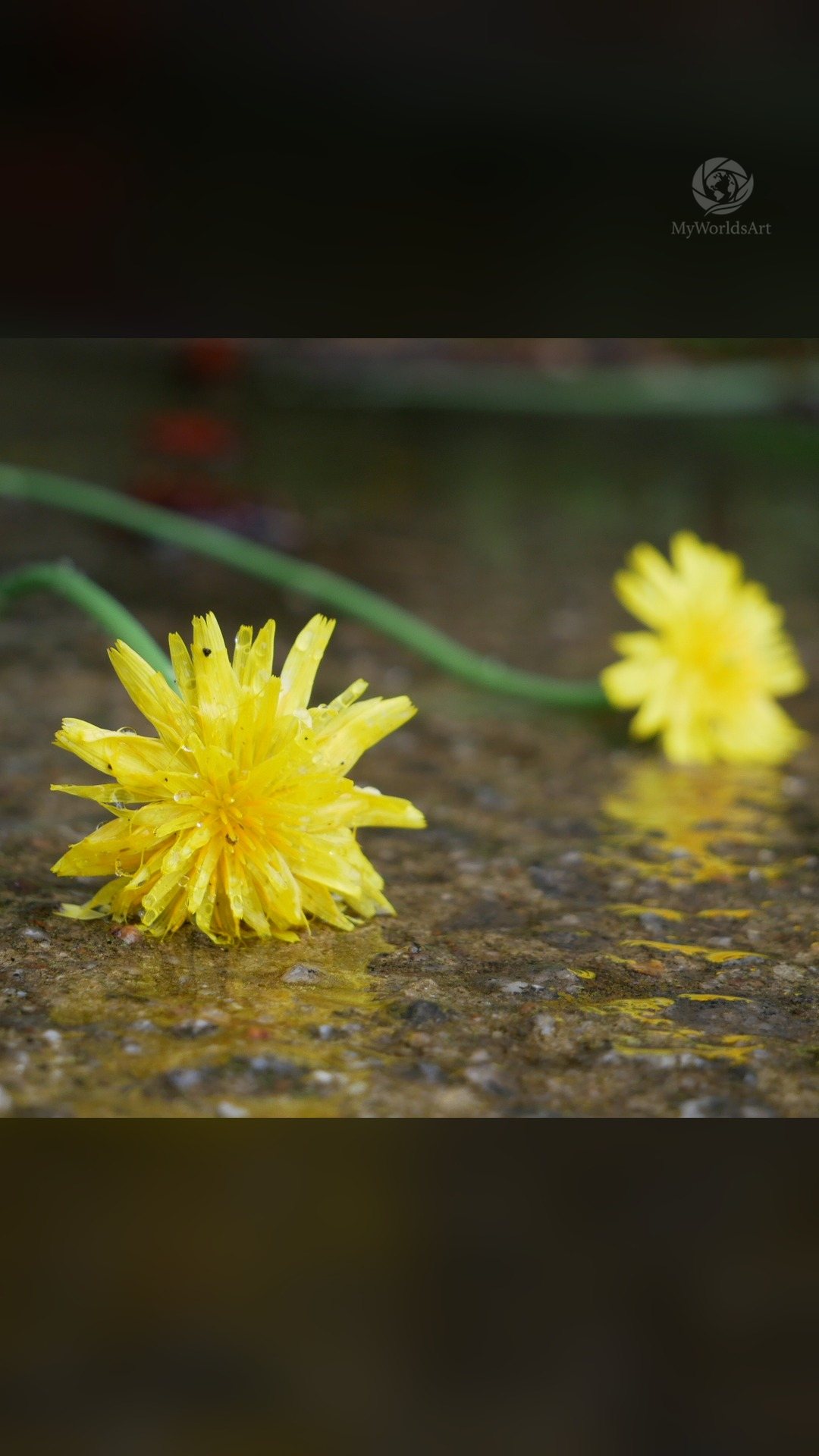Dandelions in the rain