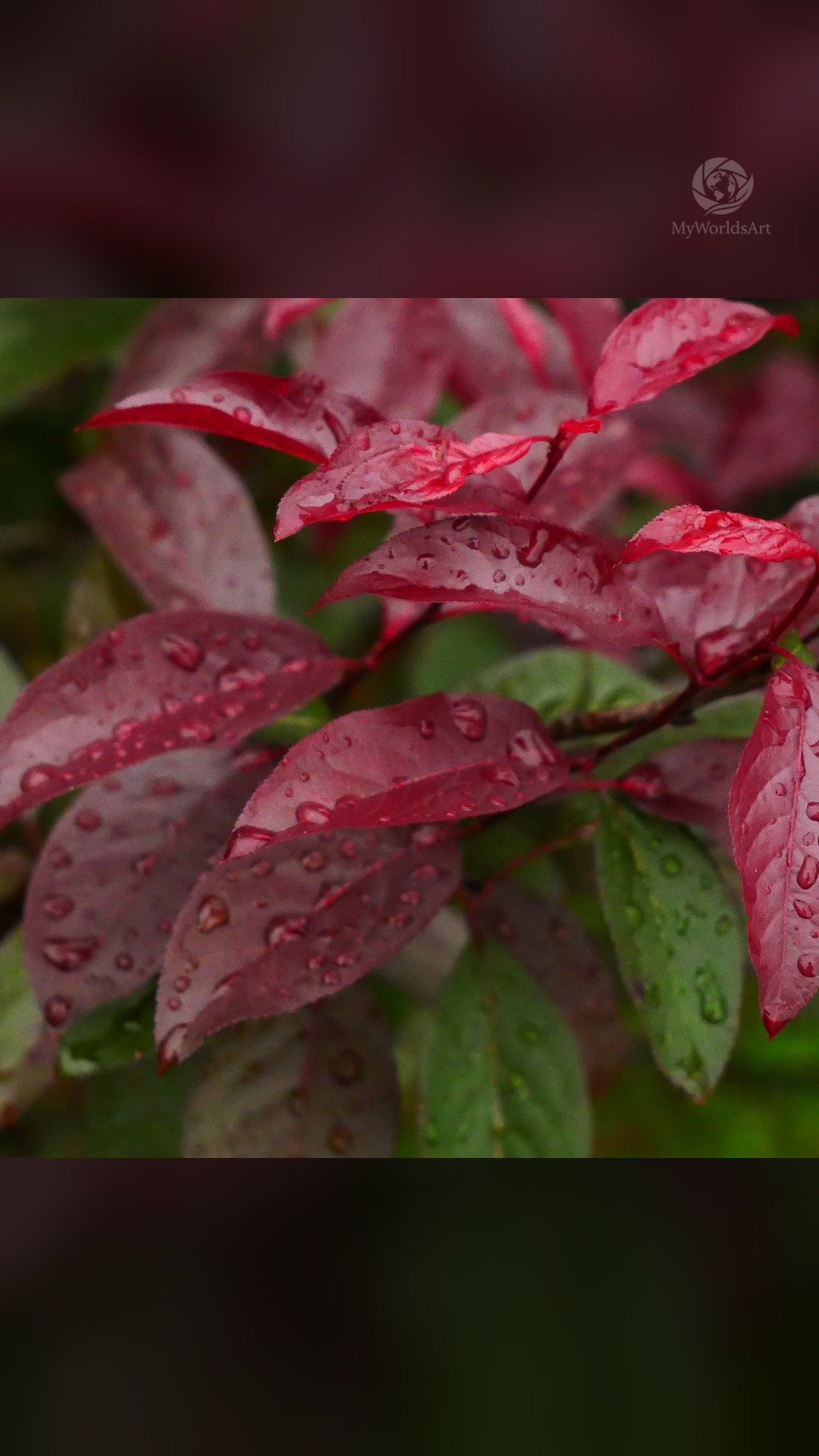 Raindrops on red leaves