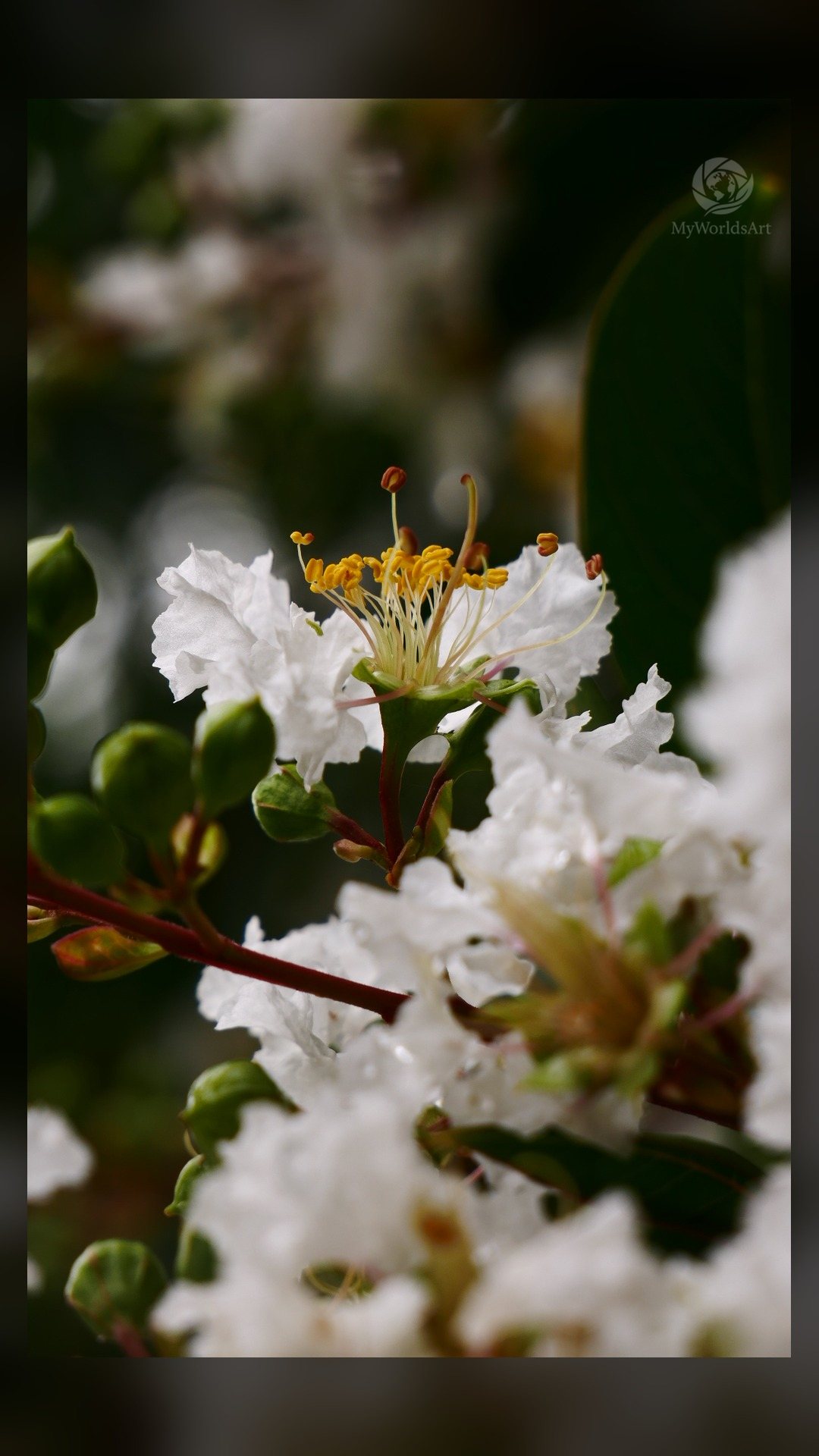 White crepe myrtle