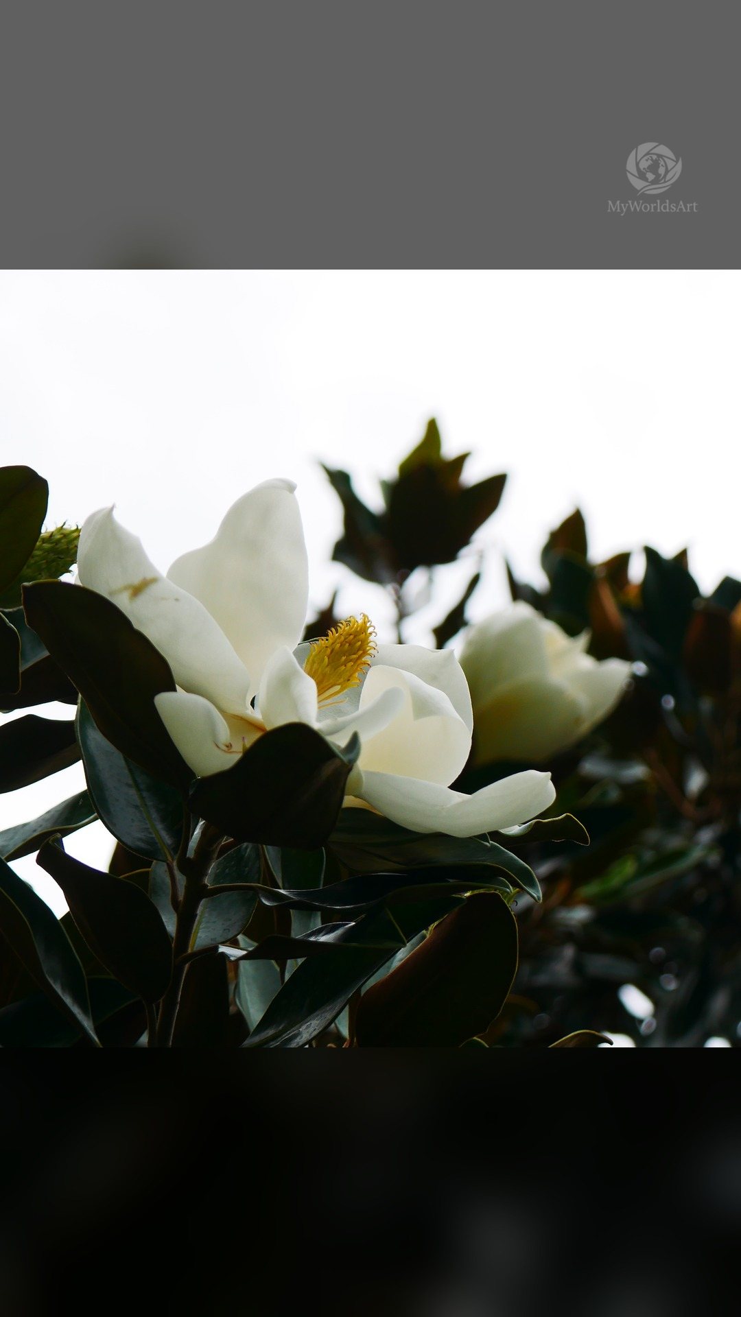 Magnolia blossom