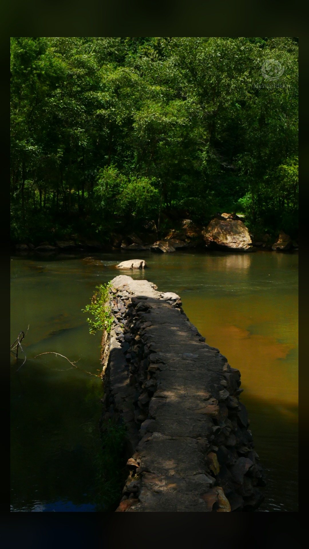 Log bridge over a river