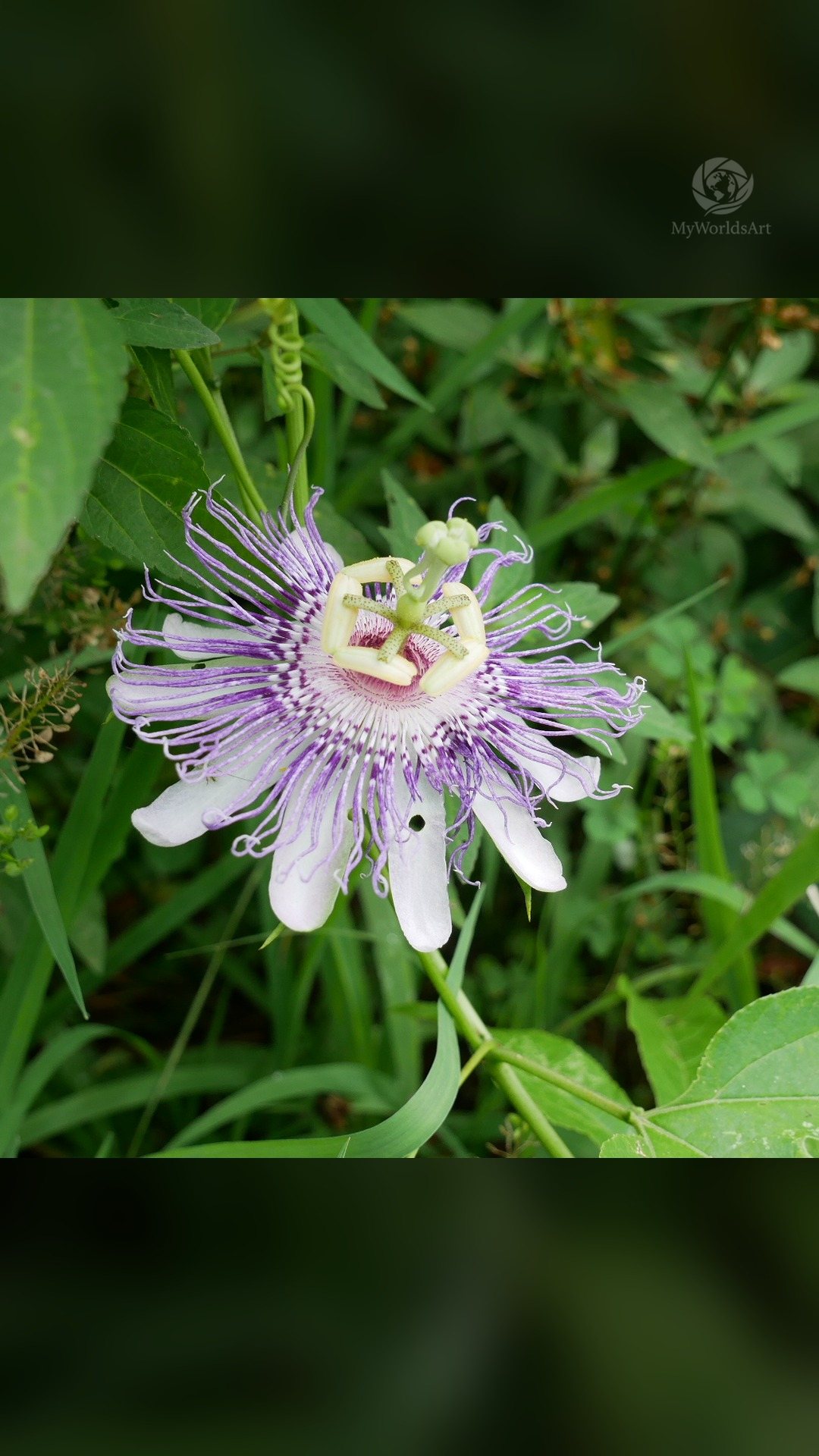 Passionflower