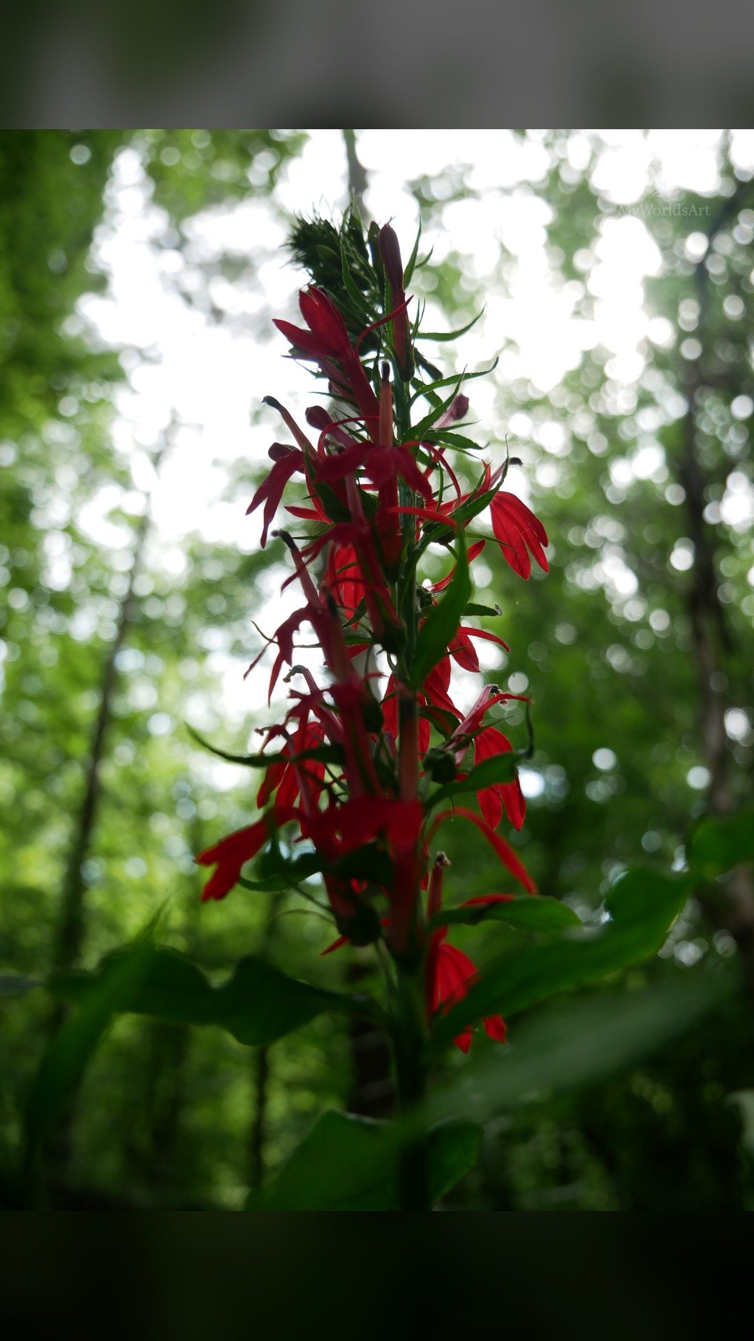 Cardinal flower