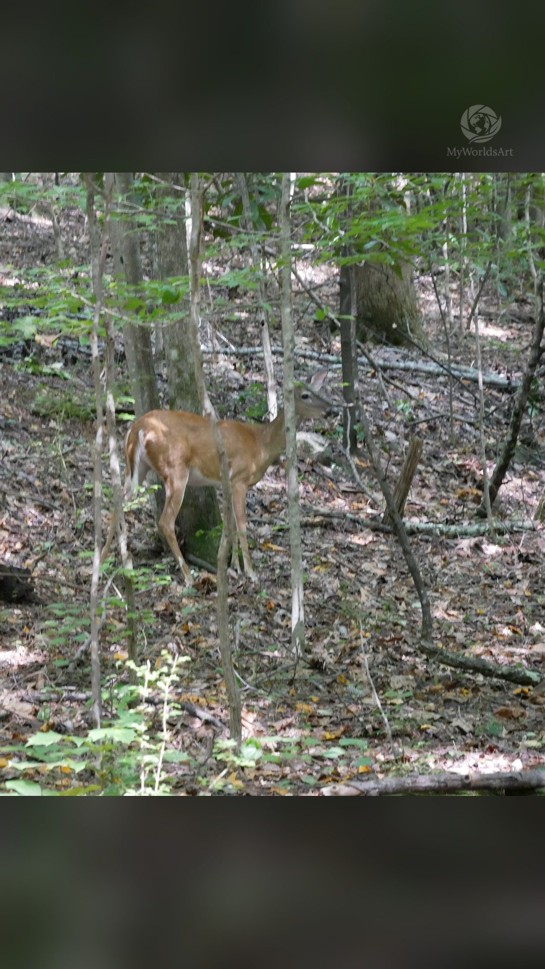 Deer in the woods