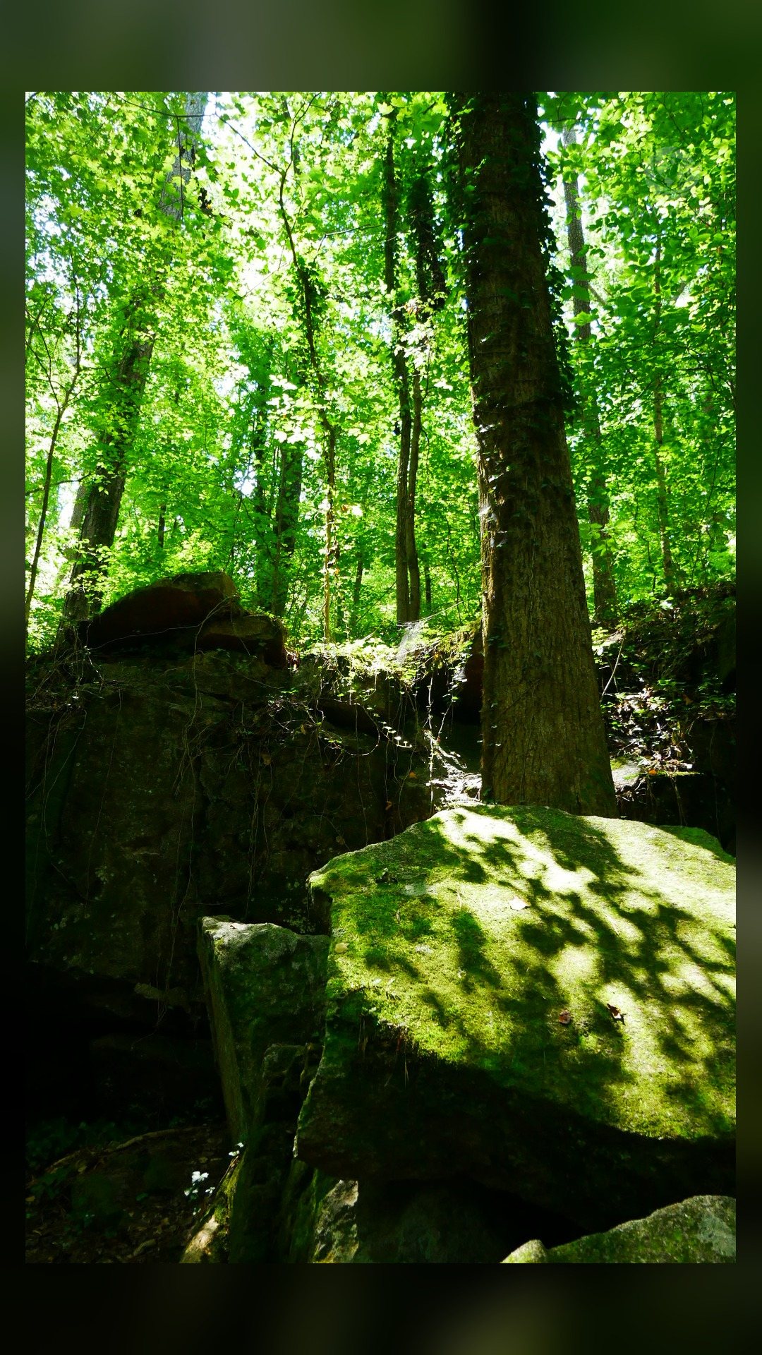 Mossy boulders