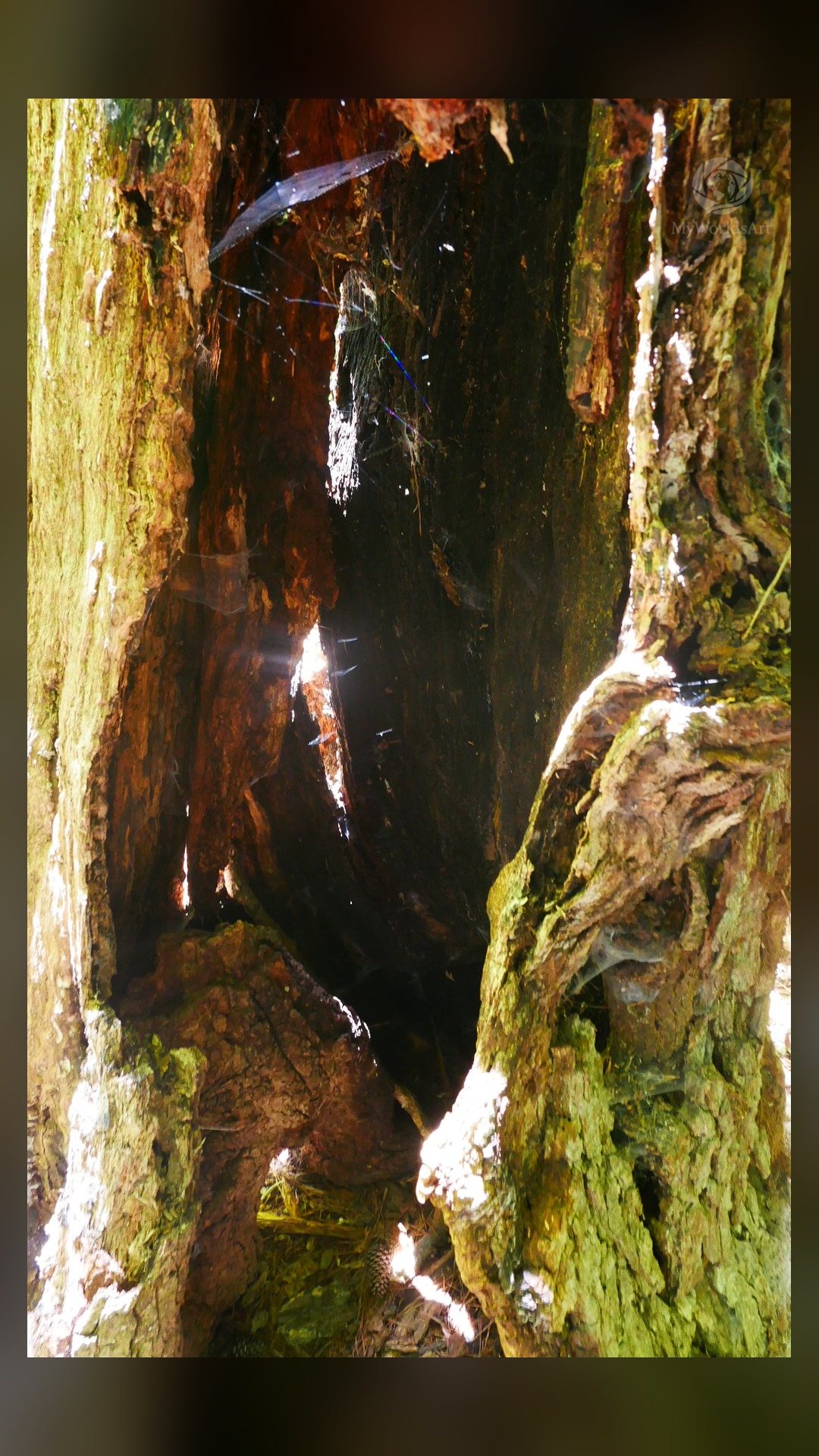 Hollow tree trunk