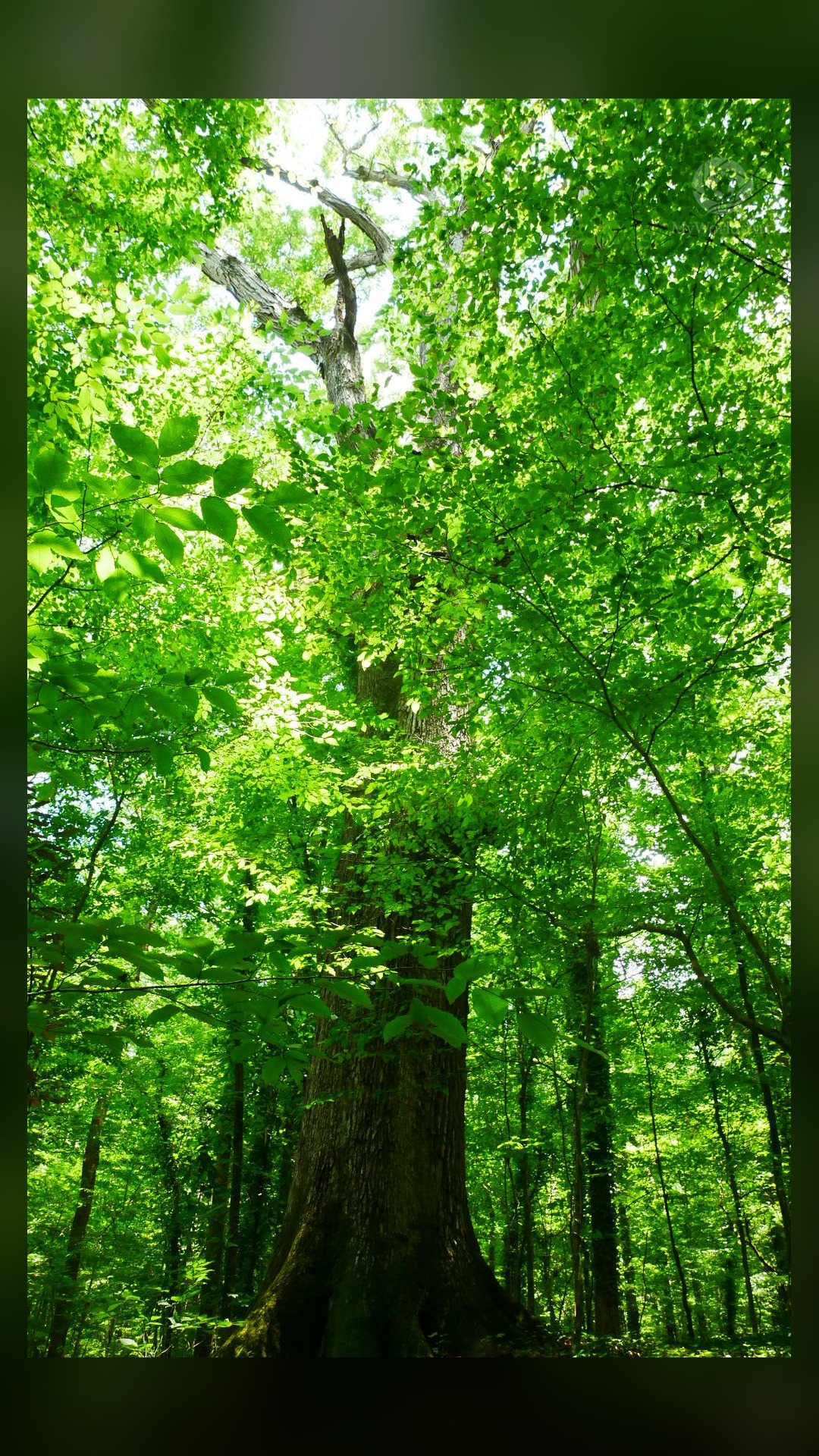 Tall tree from below