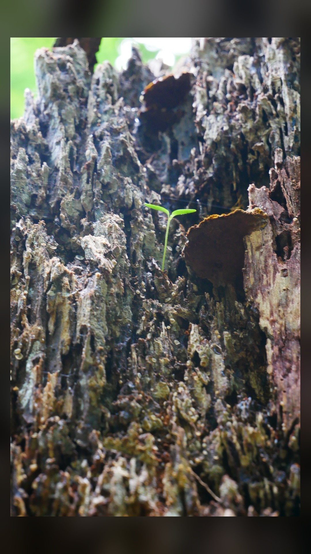 Old tree stump