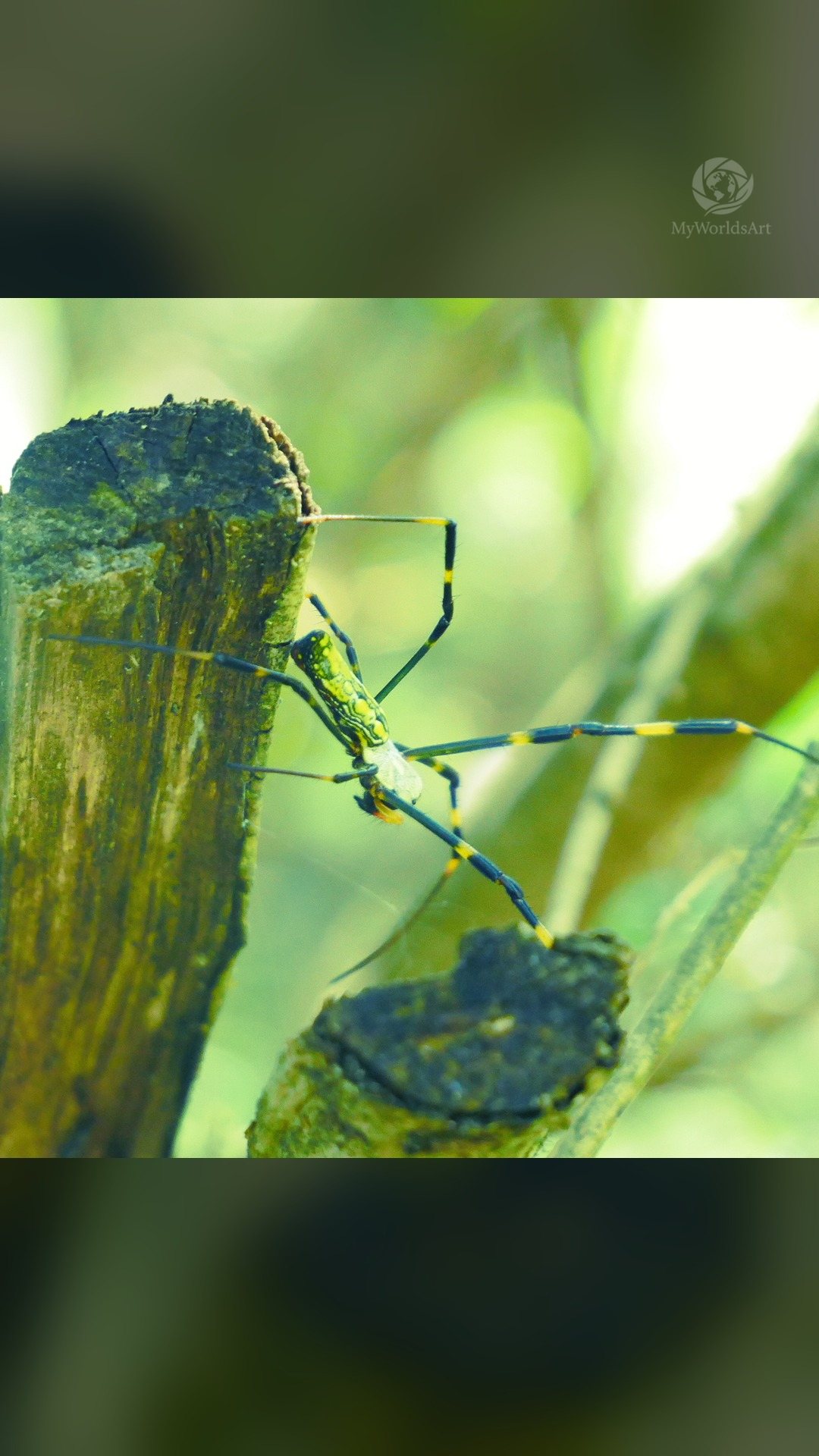 Spider on broken sticks