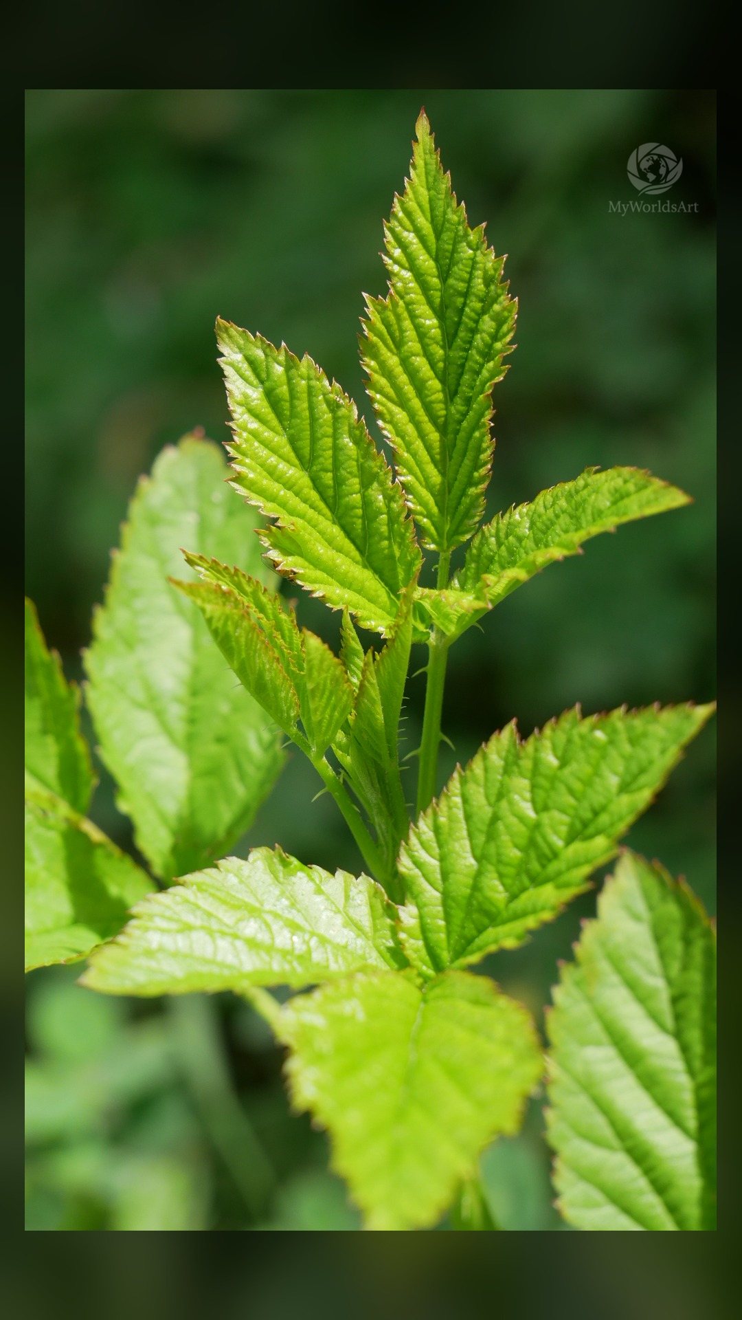 New leaves