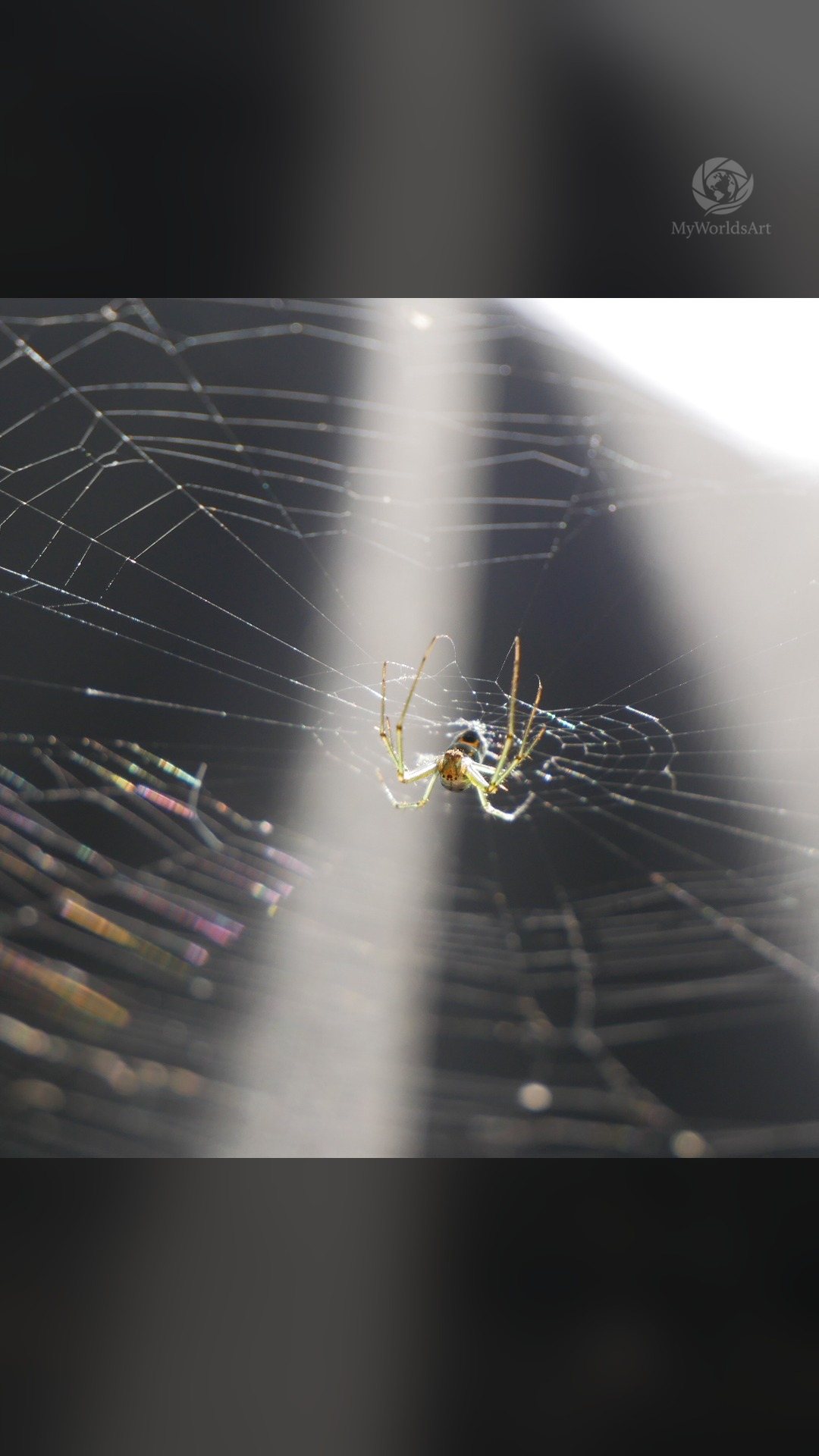 Spider web in a beam of light
