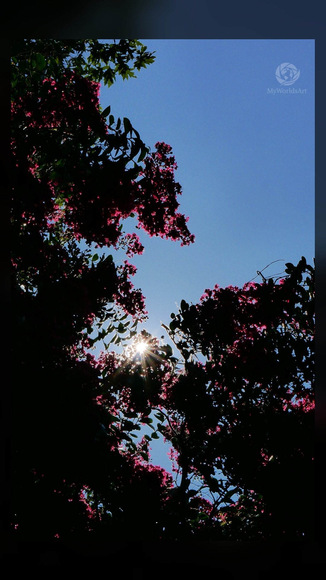 Sunstar through crepe myrtle