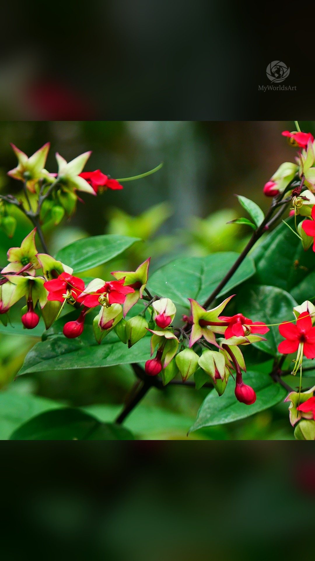 Red berries and blossoms